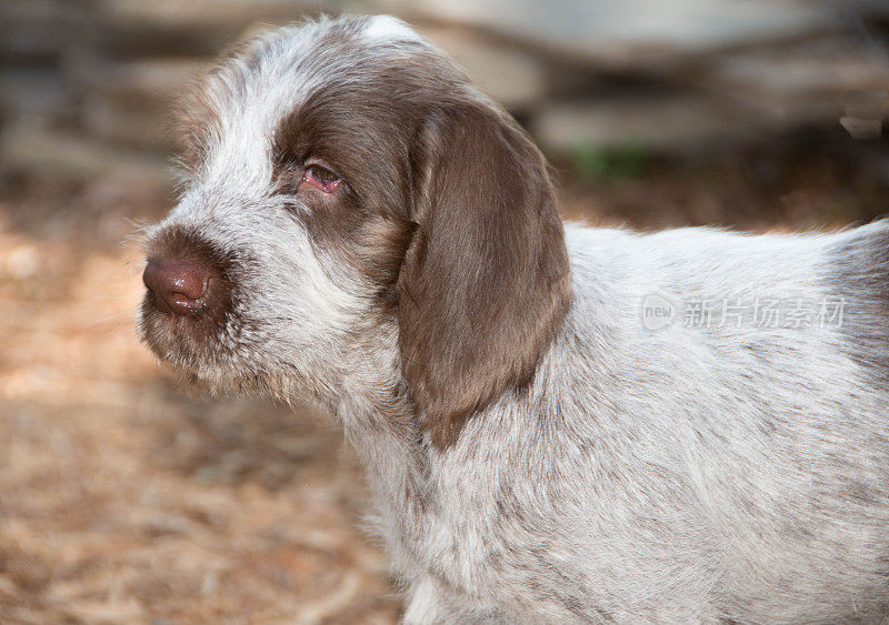 Spinone Italiano 9周大的可爱小狗dog_6